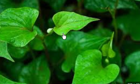 <strong>专家辟谣鱼腥草致癌传言</strong>